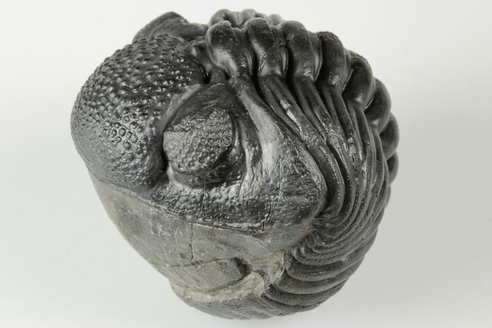 Wide, Enrolled Pedinopariops Trilobite #190598